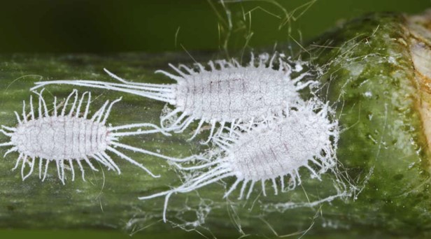 How to Get Rid of Mealybugs on Your Plants