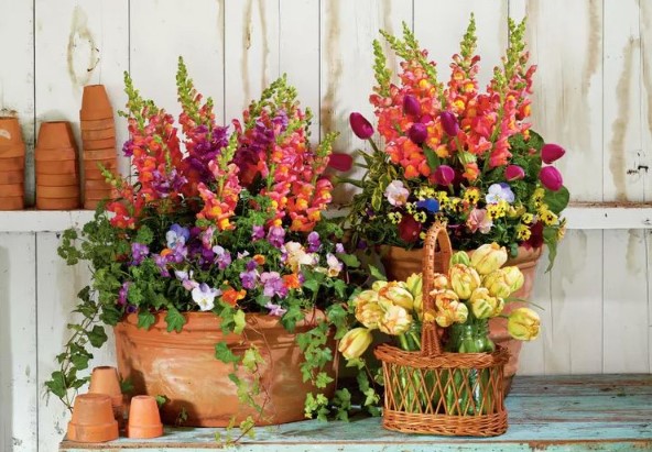 Unveiling Vibrancy: 6 Tips to Showcase Pansies in a Festive, Colorful Display