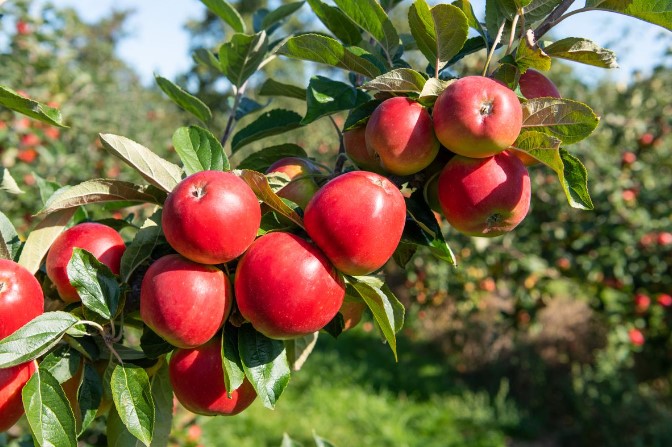 Pro Gardener Discusses What Makes a Great Apple Tree Purchase