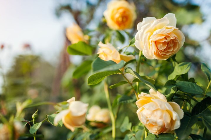 The Ultimate Guide to Garden Roses: Cultivation, Varieties, and Care