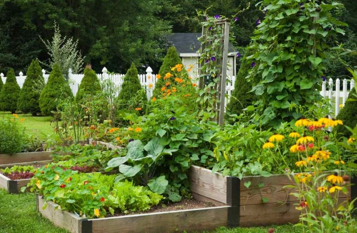 Vegetable Garden