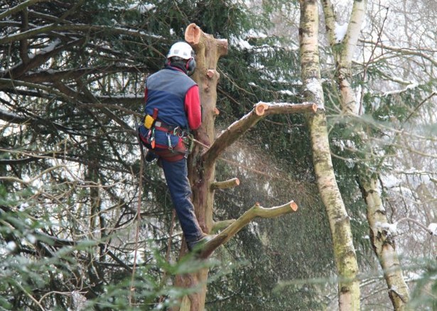 Tree Trimming Tips: What Parts of a Tree Should You Avoid Cutting?