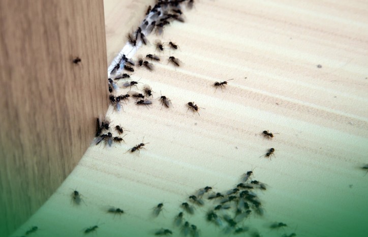 The Hidden Costs of Ignoring Pest Problems